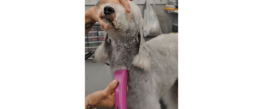 How to Groom a Bedlington Terrier